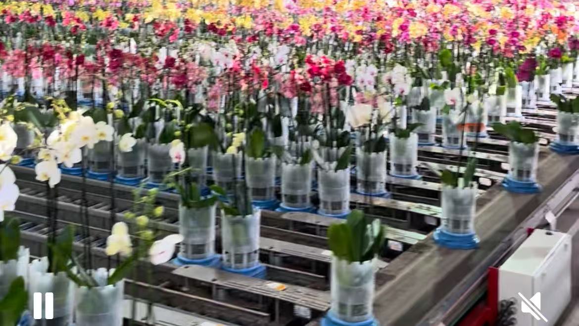 Flower transportation disc